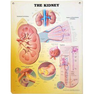 1995 Kidney Anatomical Chart Laminated Poster Medical Hospital Diagram Vtg GstRm